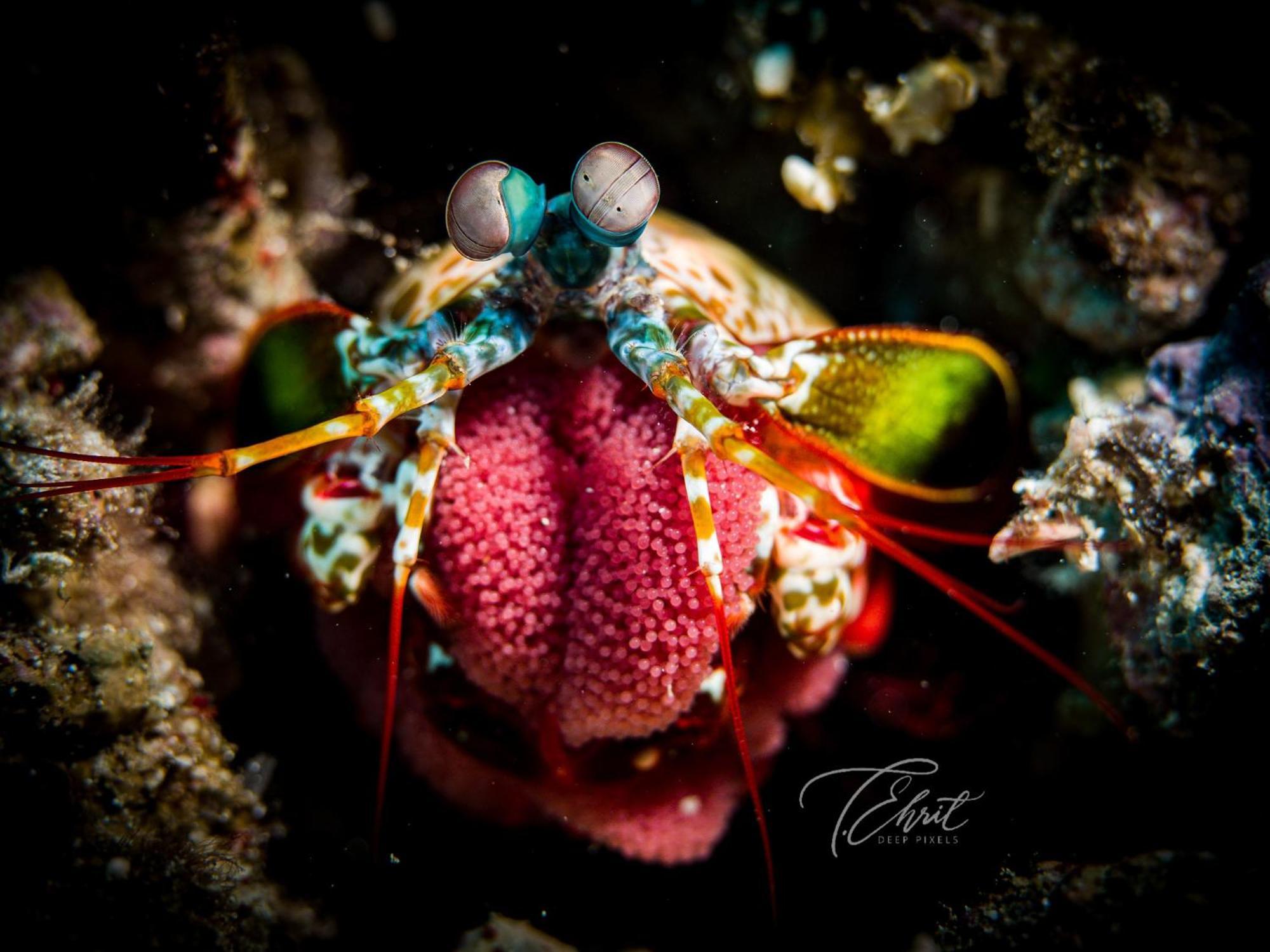 Polaris Beach And Dive Resort Inc Loon Dış mekan fotoğraf